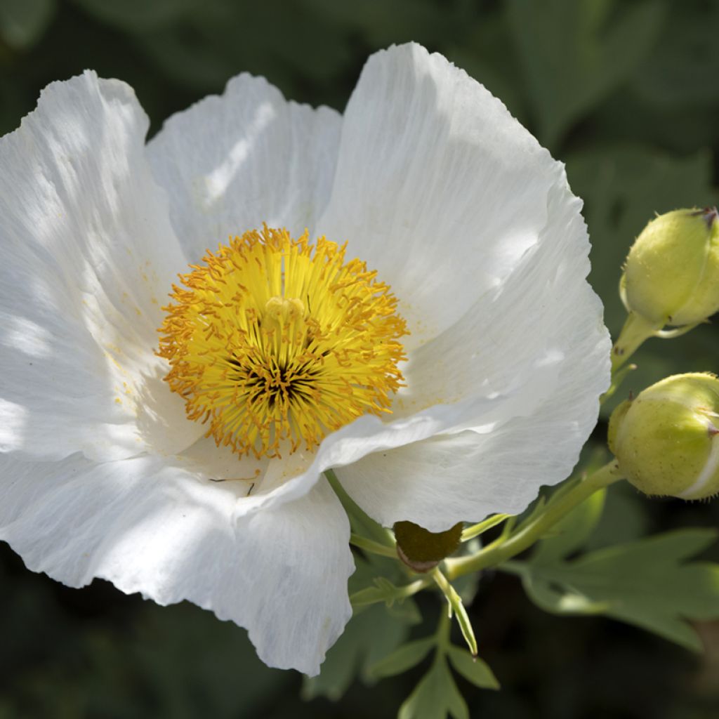 Pensasunikko - Romneya coulteri