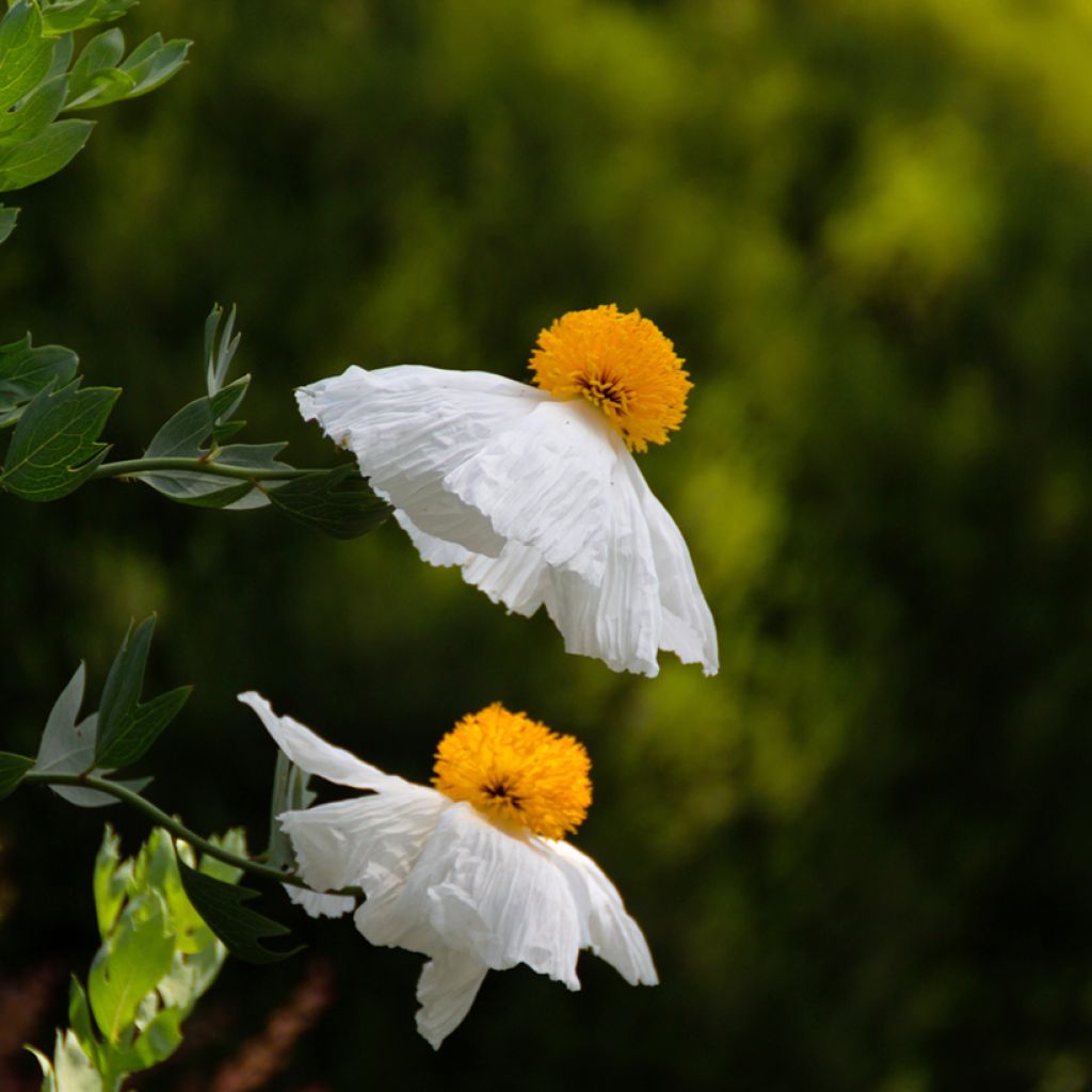 Pensasunikko - Romneya coulteri