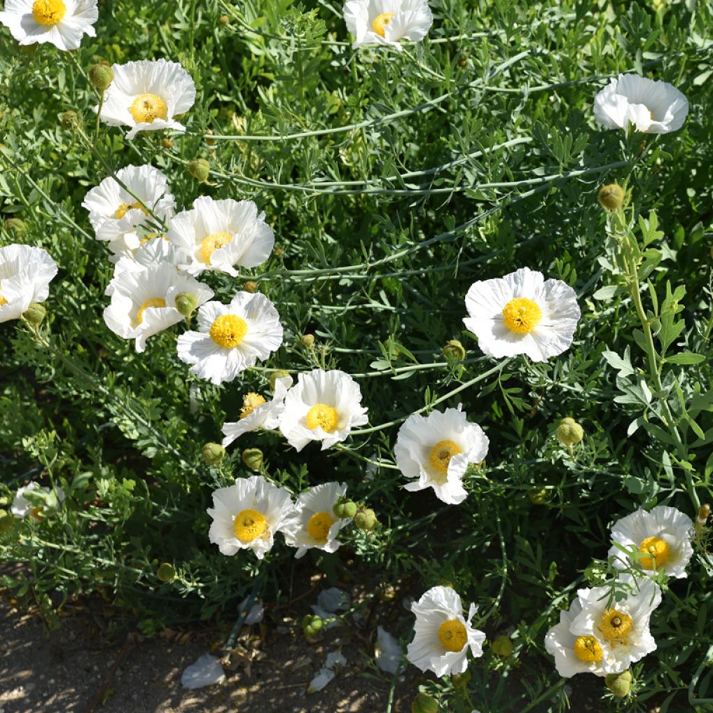 Pensasunikko - Romneya coulteri