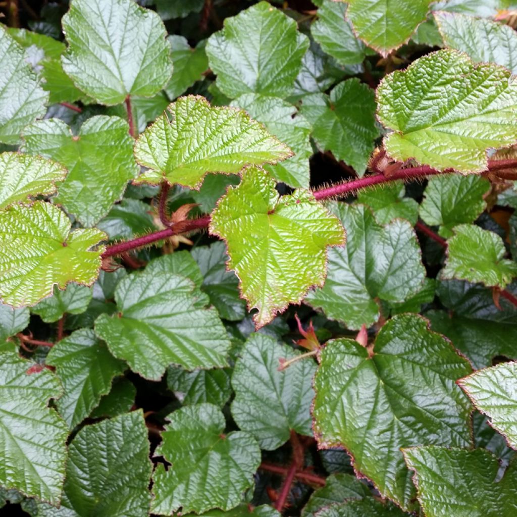 Aitokarhunvatukka - Rubus tricolor