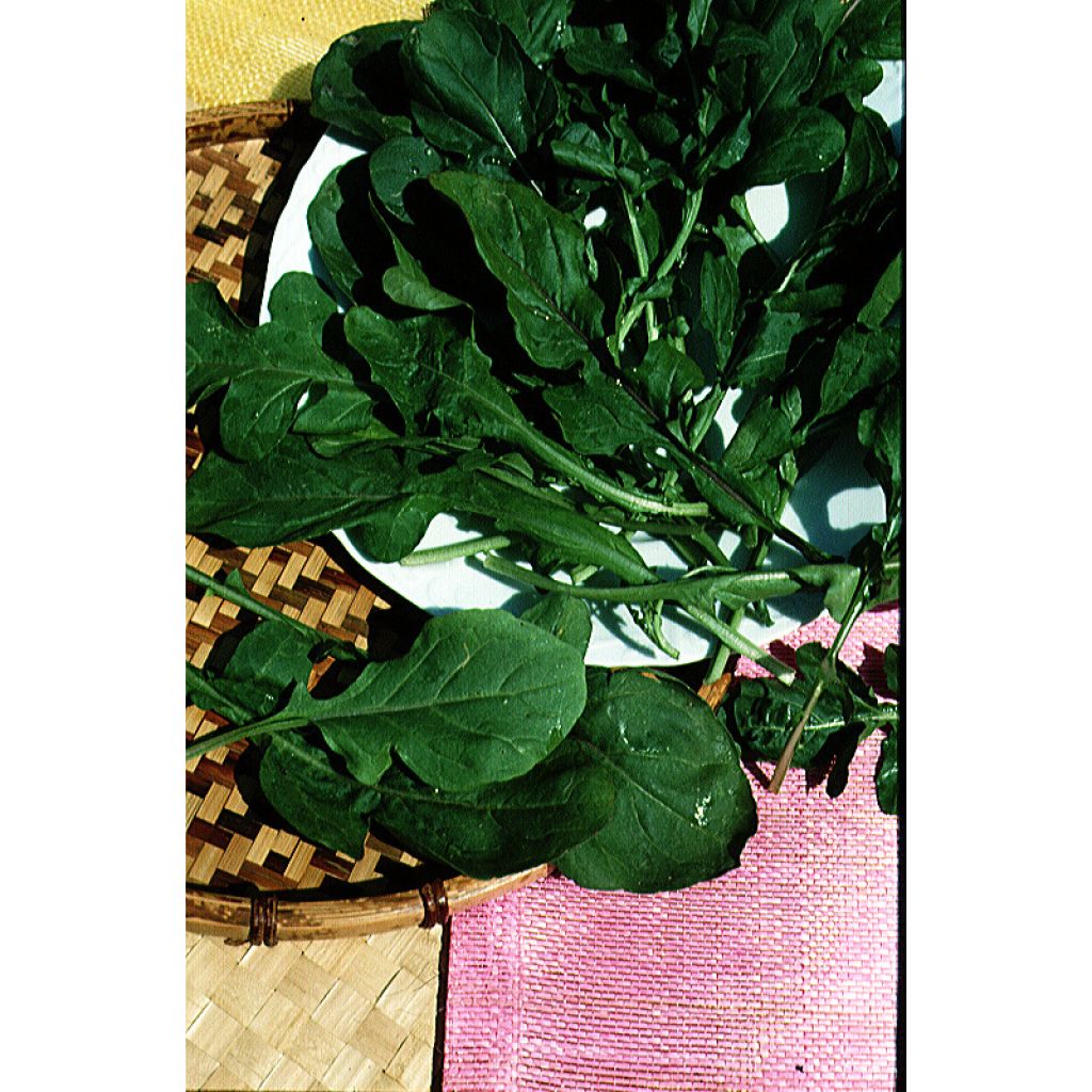 Vihannessinappikaali (rukola)