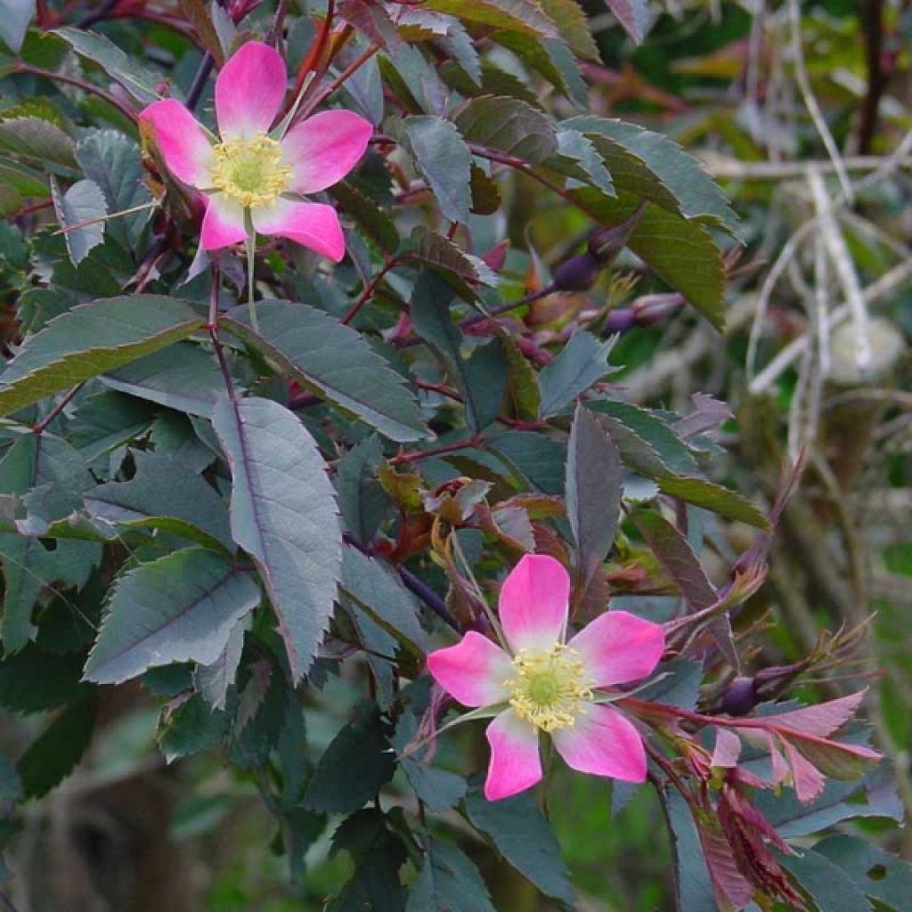 Punalehtiruusu - Rosa glauca