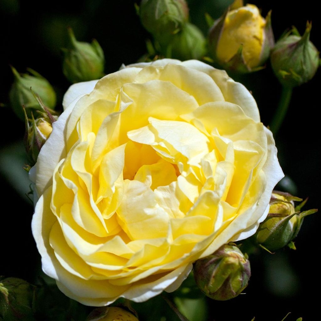 Polyantharuusu Golden Border