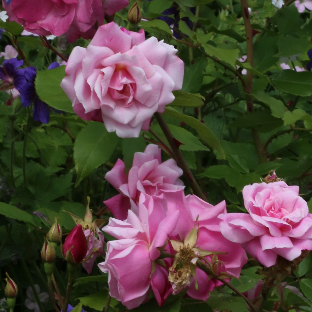 Vanha ruusu Old Blush (Pink China Parsons)