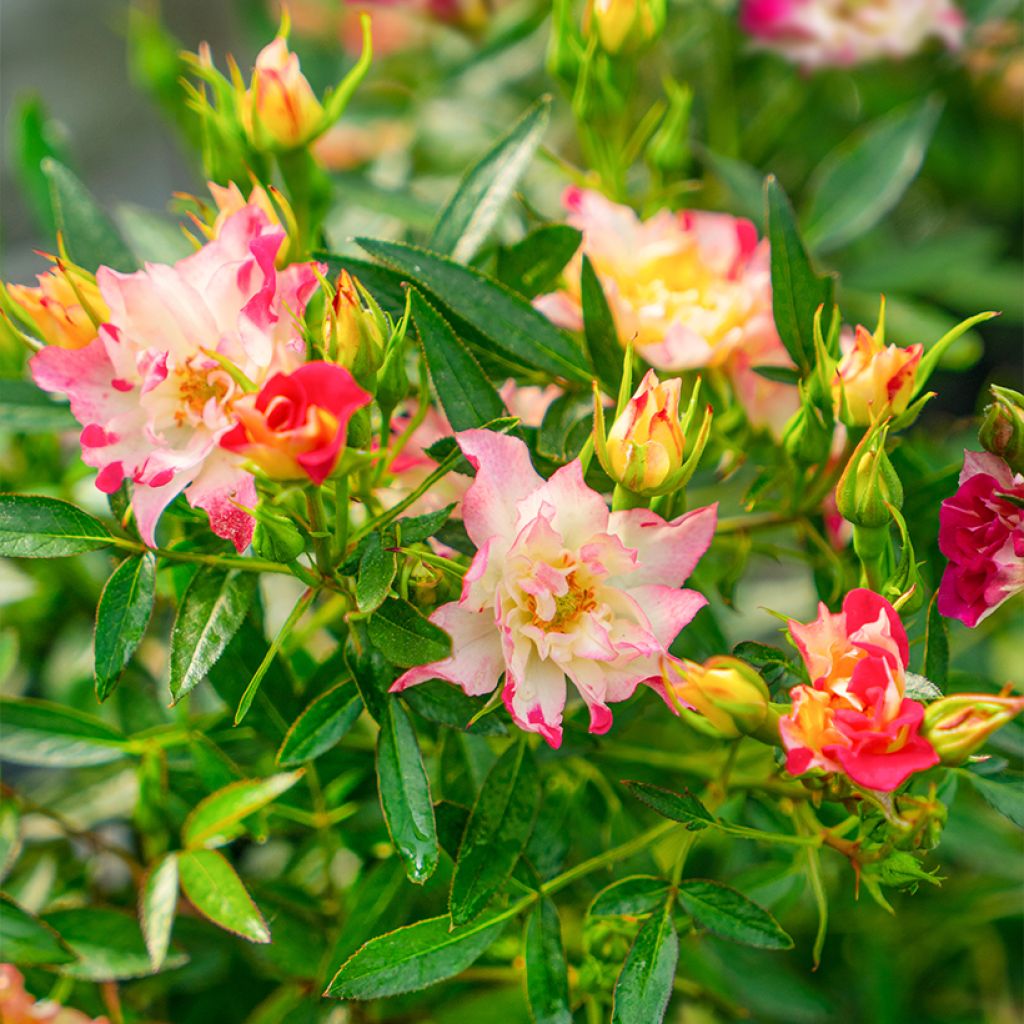 Pensasruusu Rosy Boom Wild and Freaky