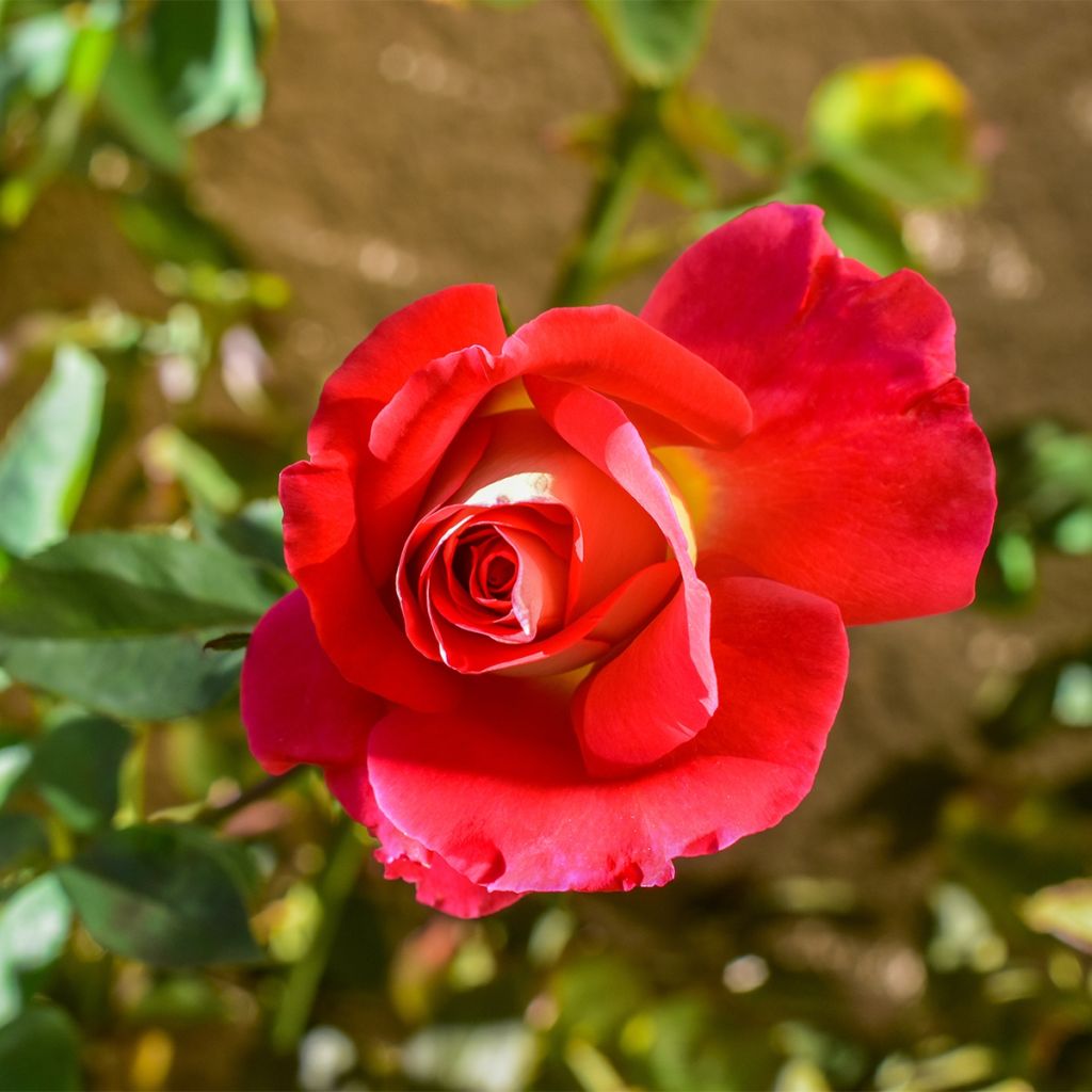 Floribundaruusu Aline Mayrisch Rose