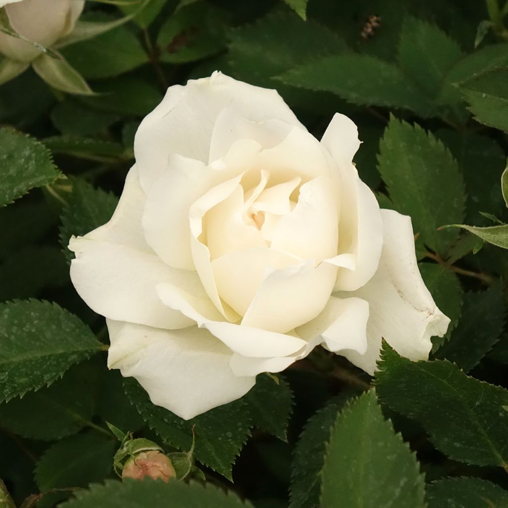 Floribundaruusu Crème Chantilly