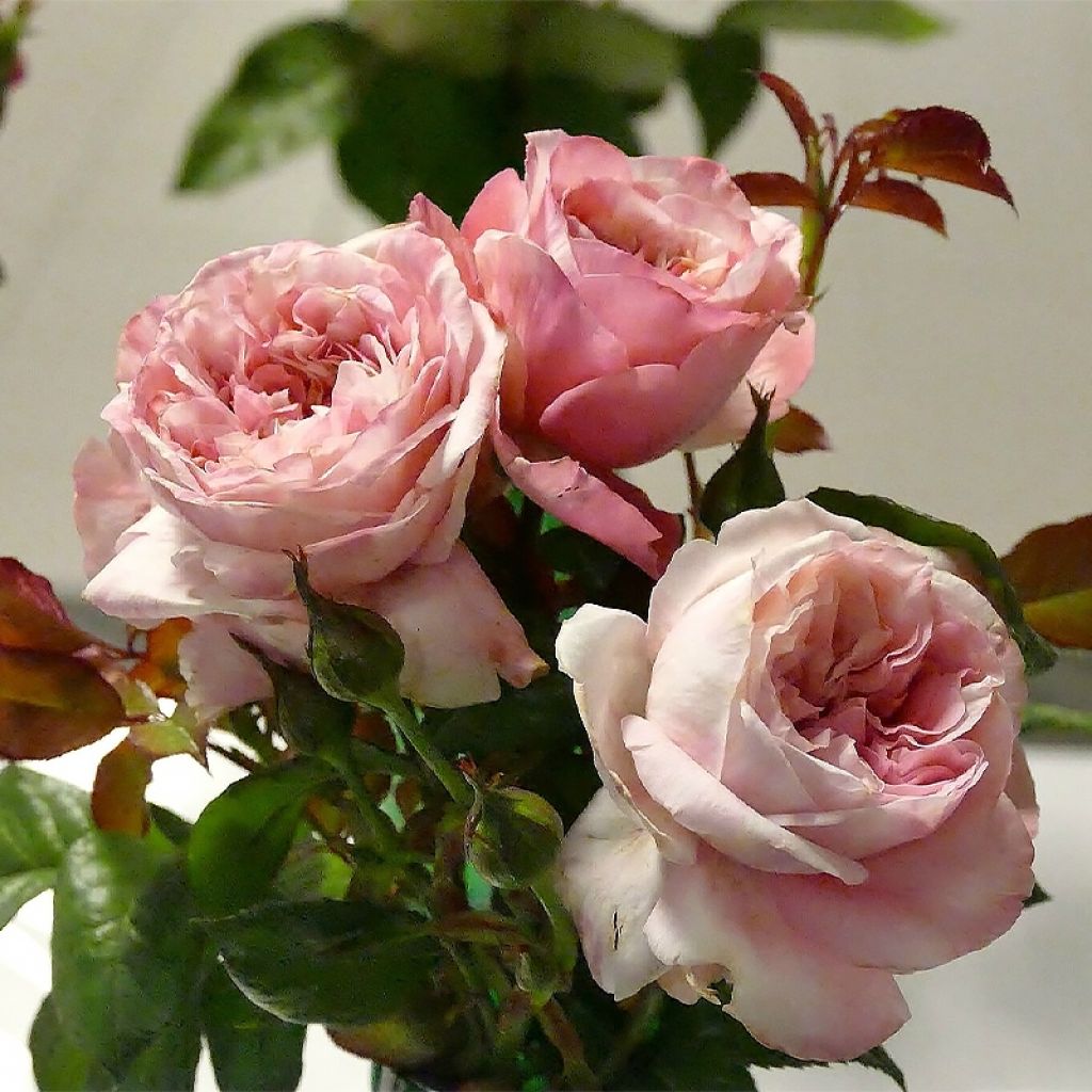Floribundaruusu Mascaret -11