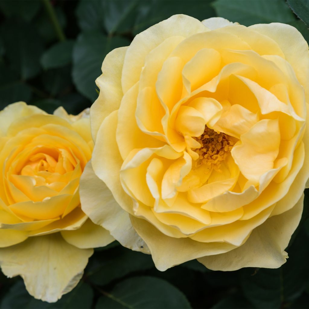 Floribundaruusu Off-Load