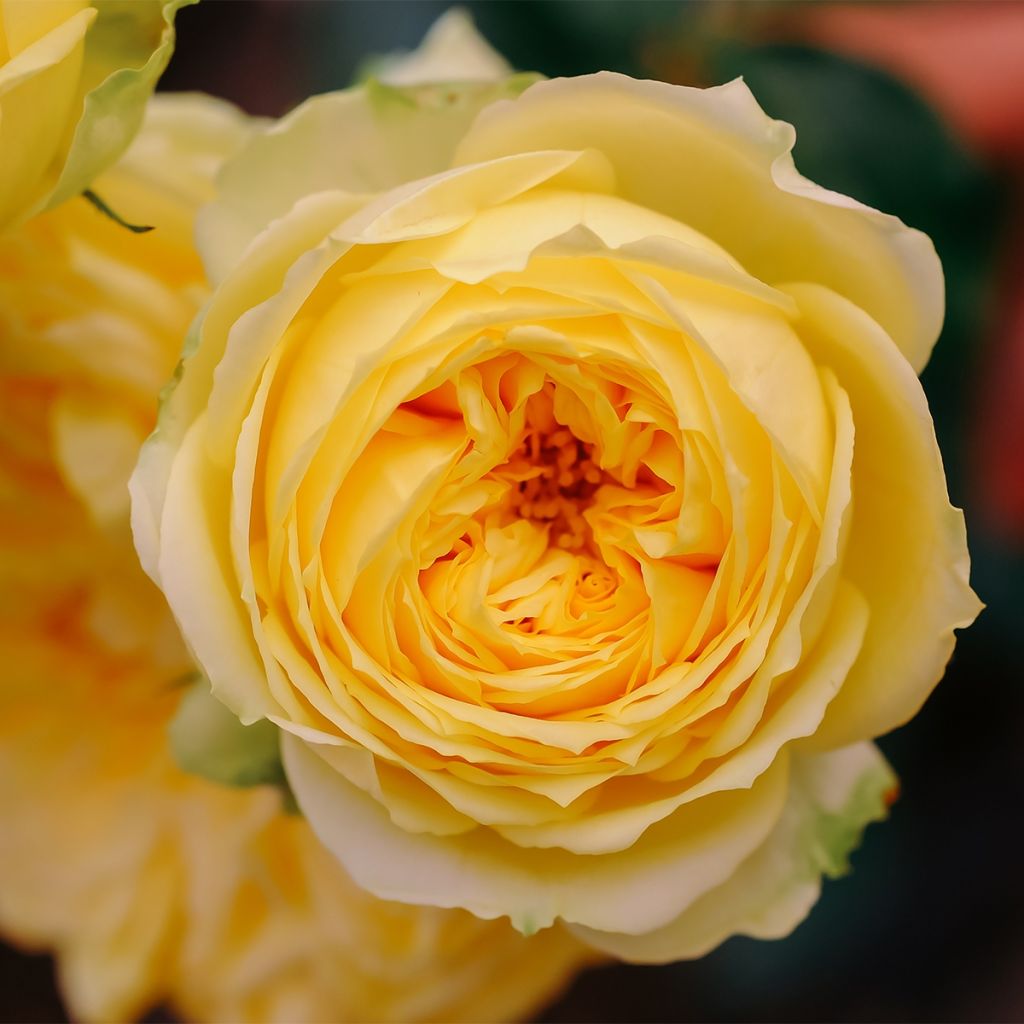 Floribundaruusu Off-Load
