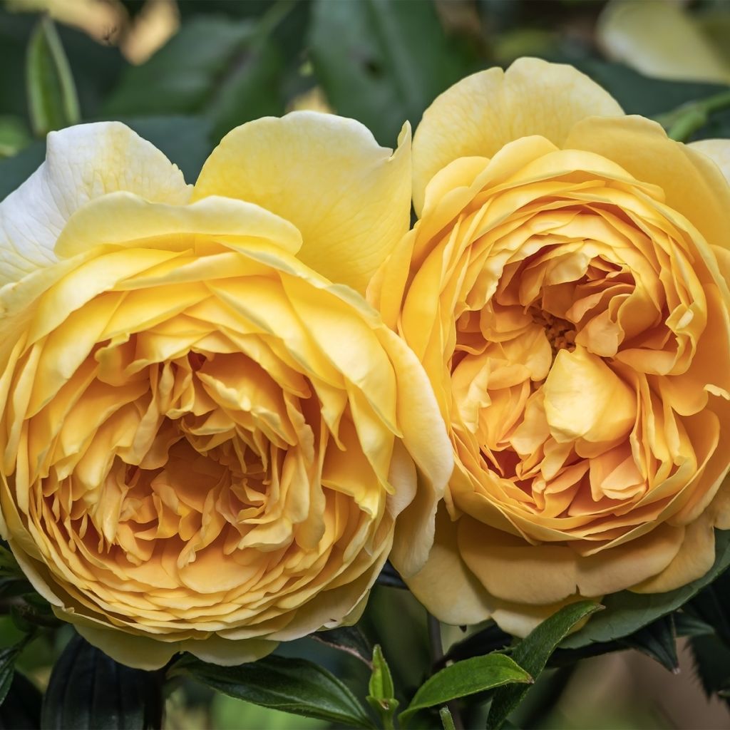 Floribundaruusu Off-Load