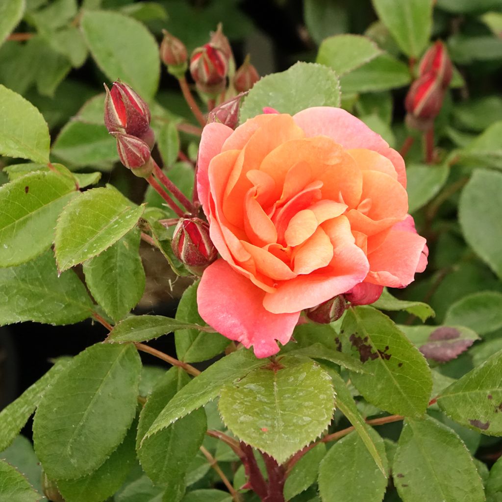 Floribundaruusu Sugar Candy Rose Meiconfiz