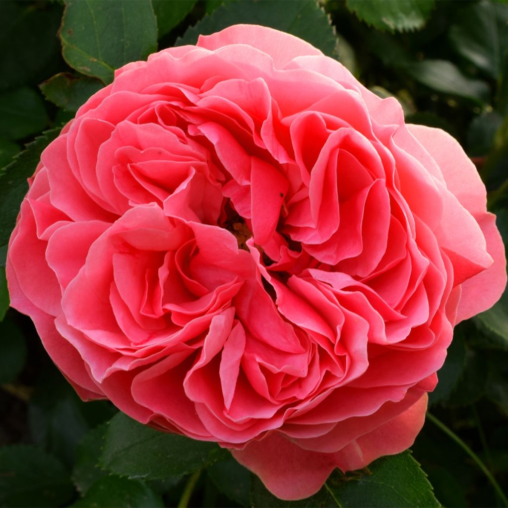 Floribundaruusu Pick'n Go Mattmag