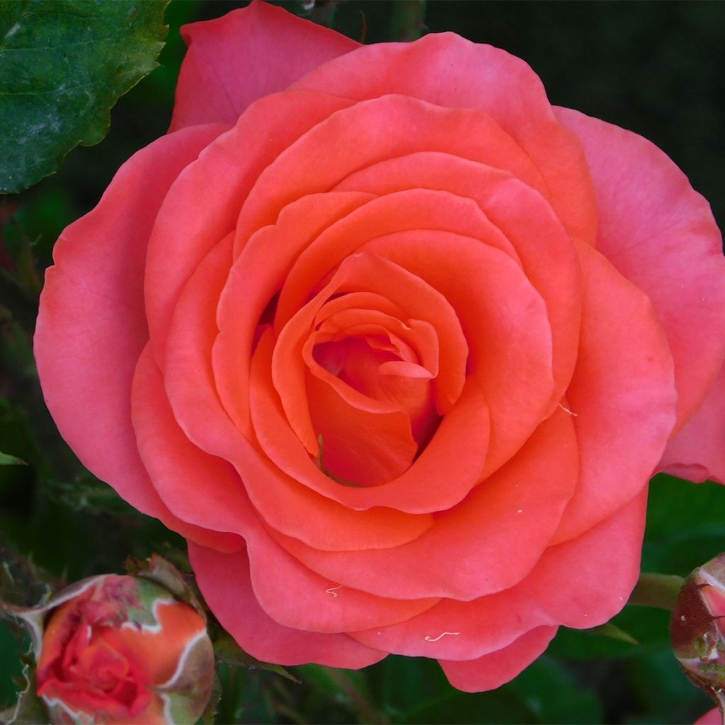 Floribundaruusu Pick'n Go Mattmag