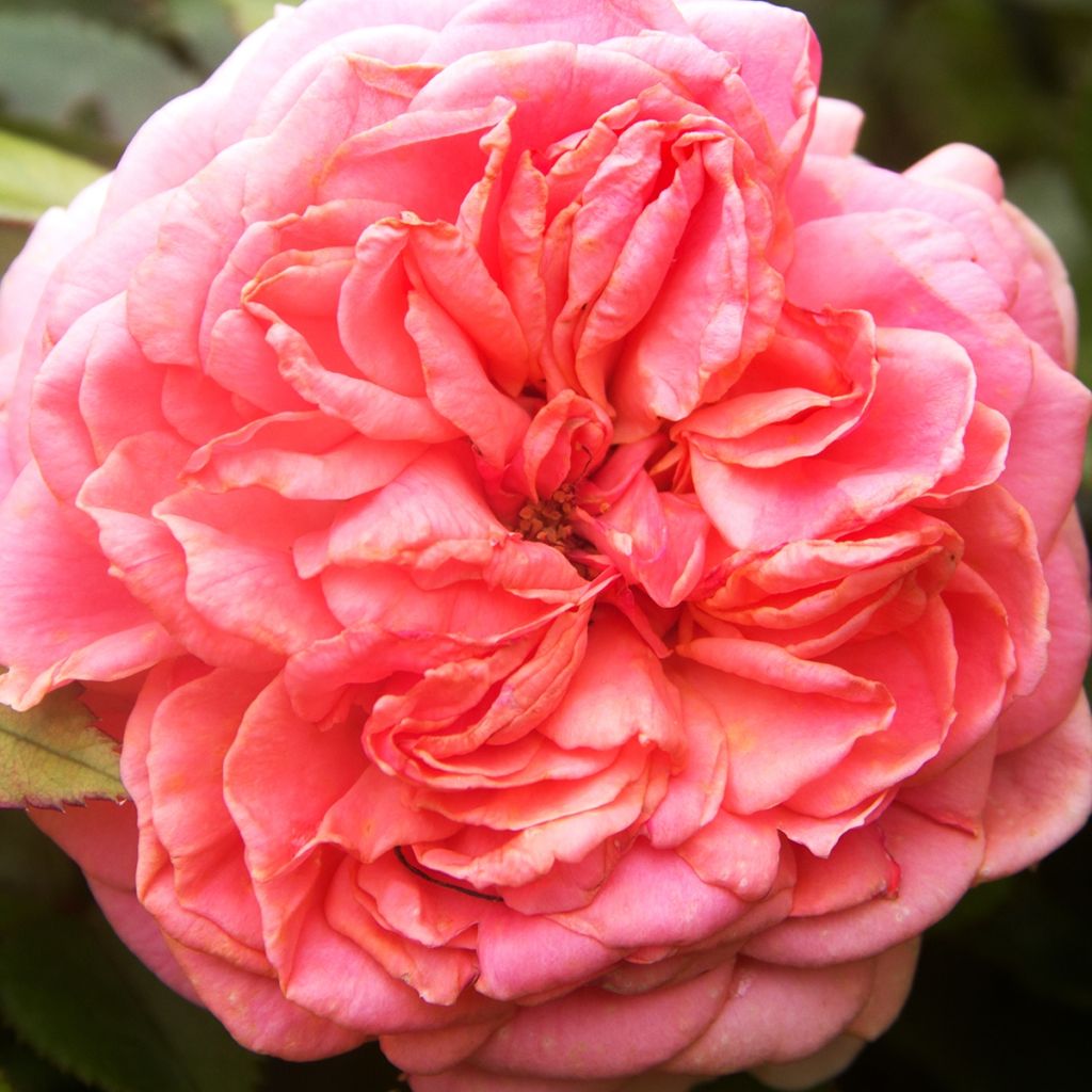 Floribundaruusu Pick'n Go Mattmag