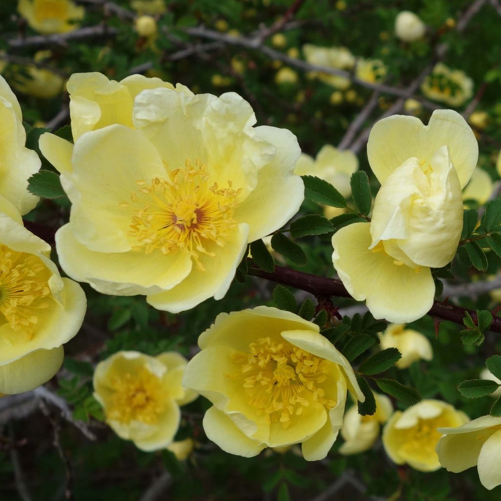 Lajiruusu - Rosa hugonis