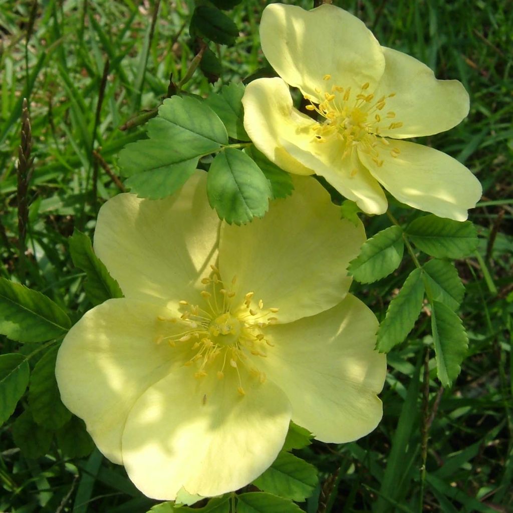 Lajiruusu - Rosa hugonis