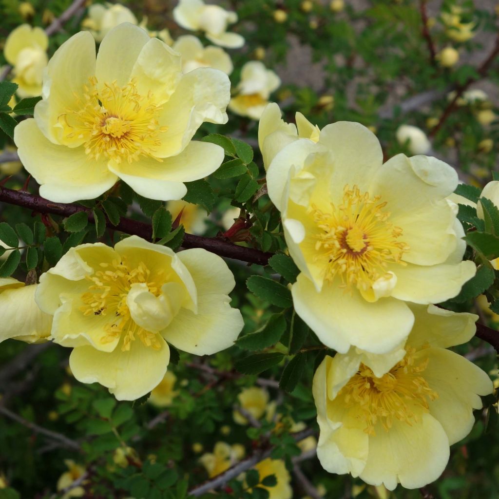 Lajiruusu - Rosa hugonis