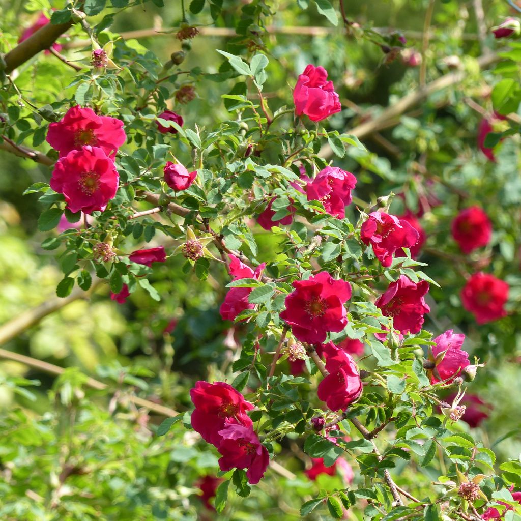 Lajiruusu Geranium