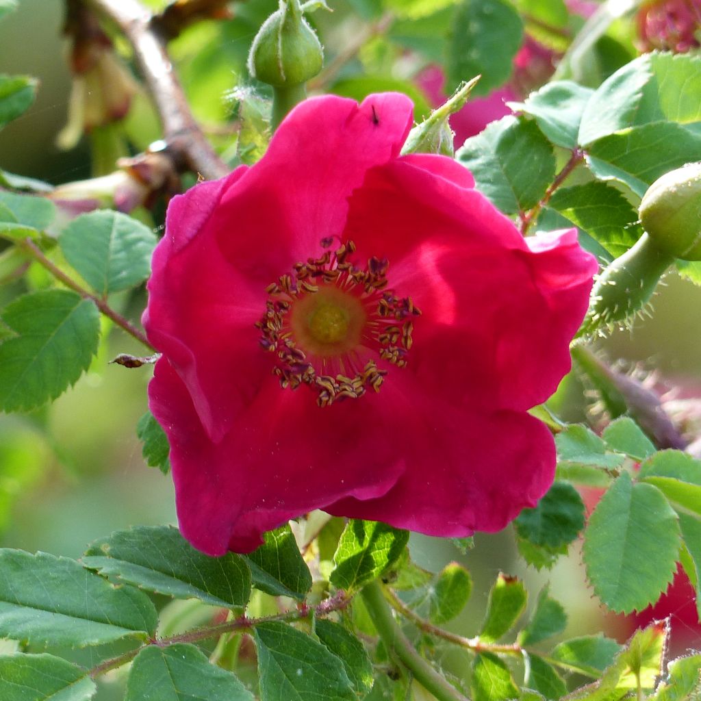 Lajiruusu Geranium