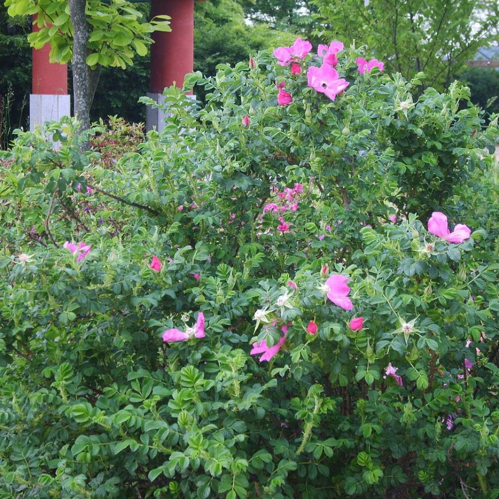 Kurtturuusu - Rosa rugosa