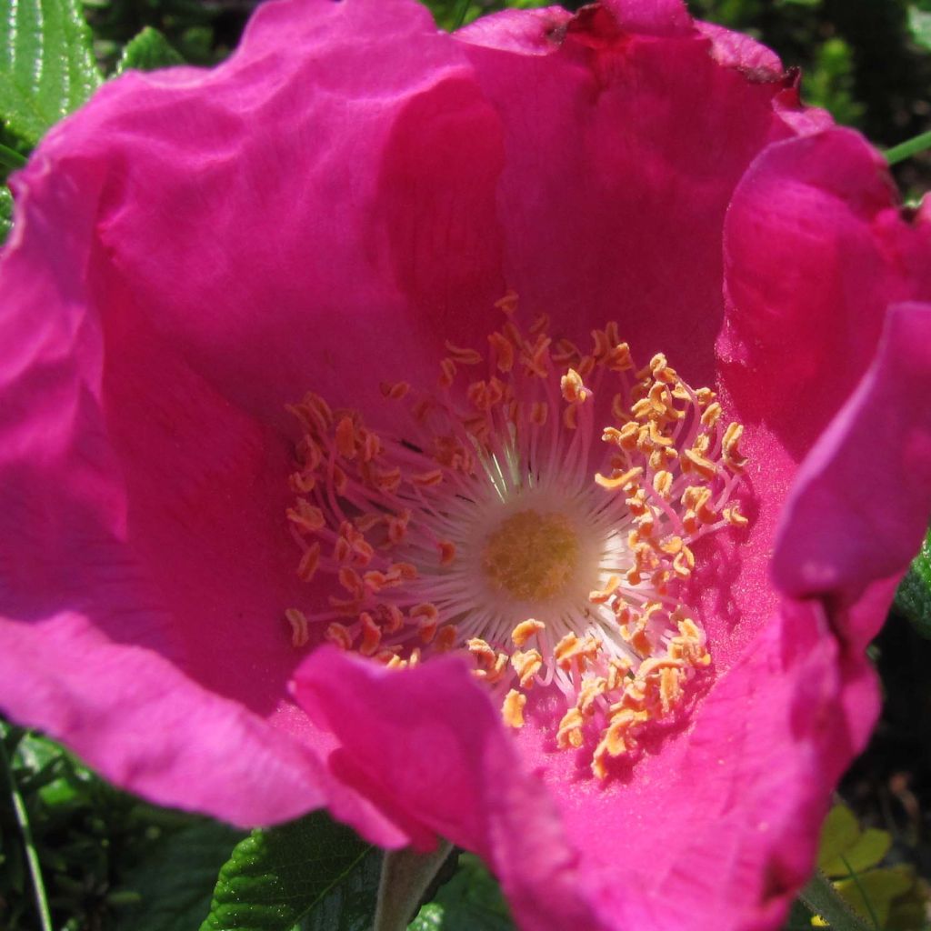 Kurtturuusu - Rosa rugosa