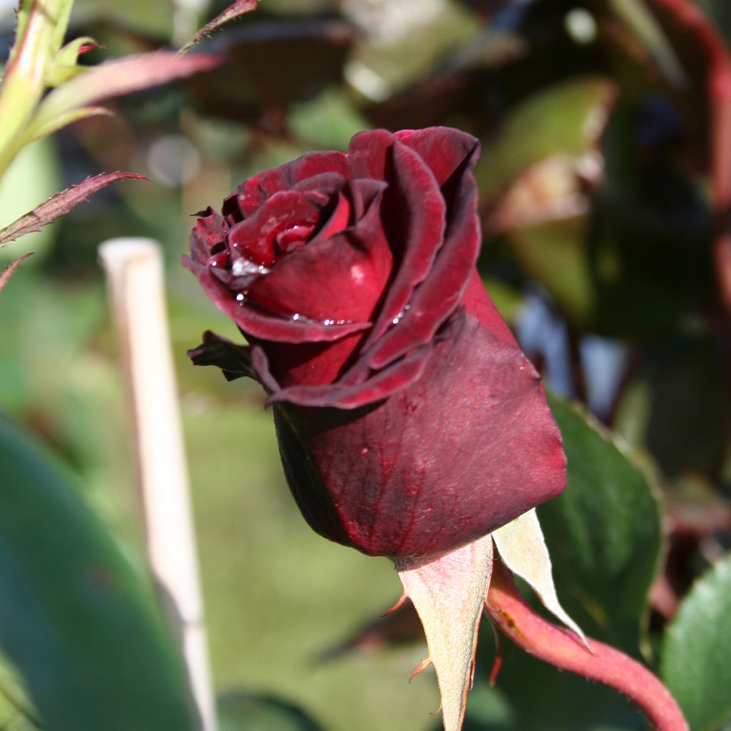 Suurikukkainen jaloruusu Black Baccara