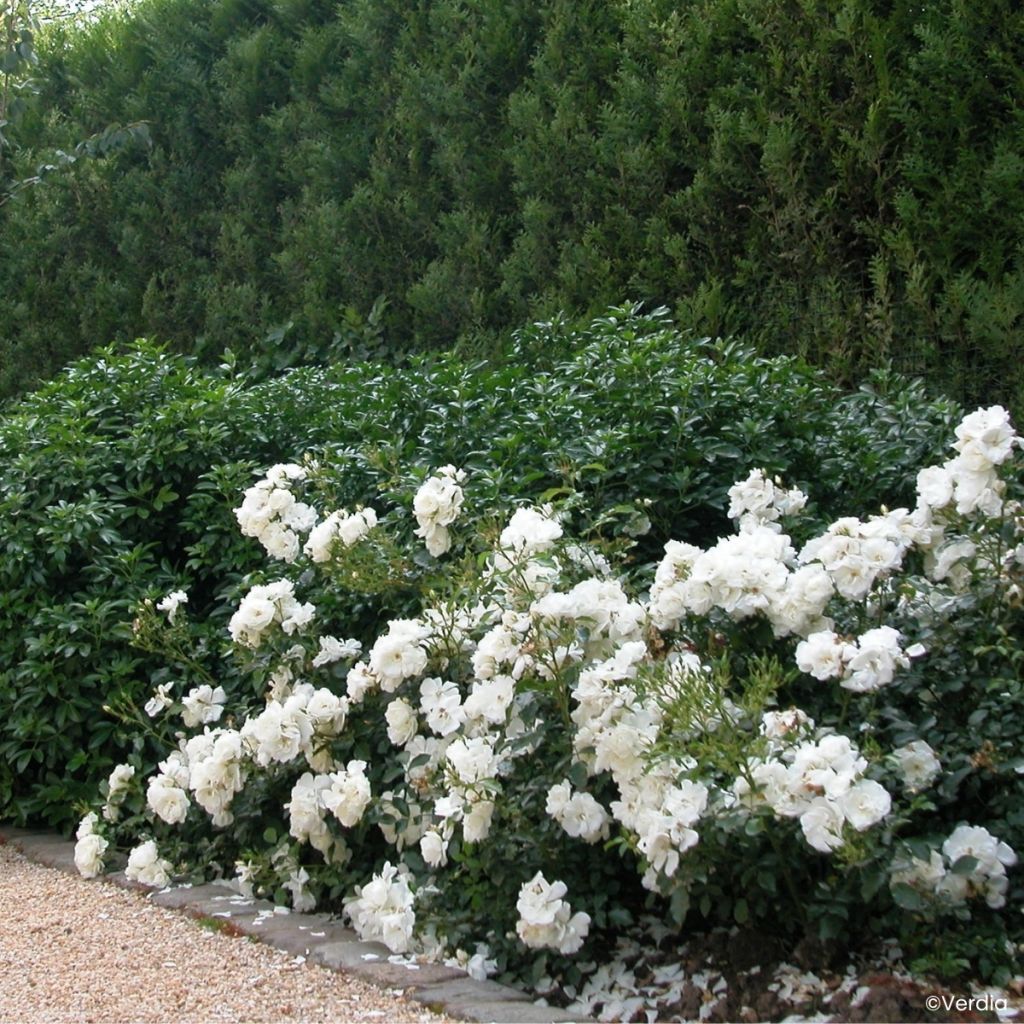 Puistoruusu Décorosiers Opalia