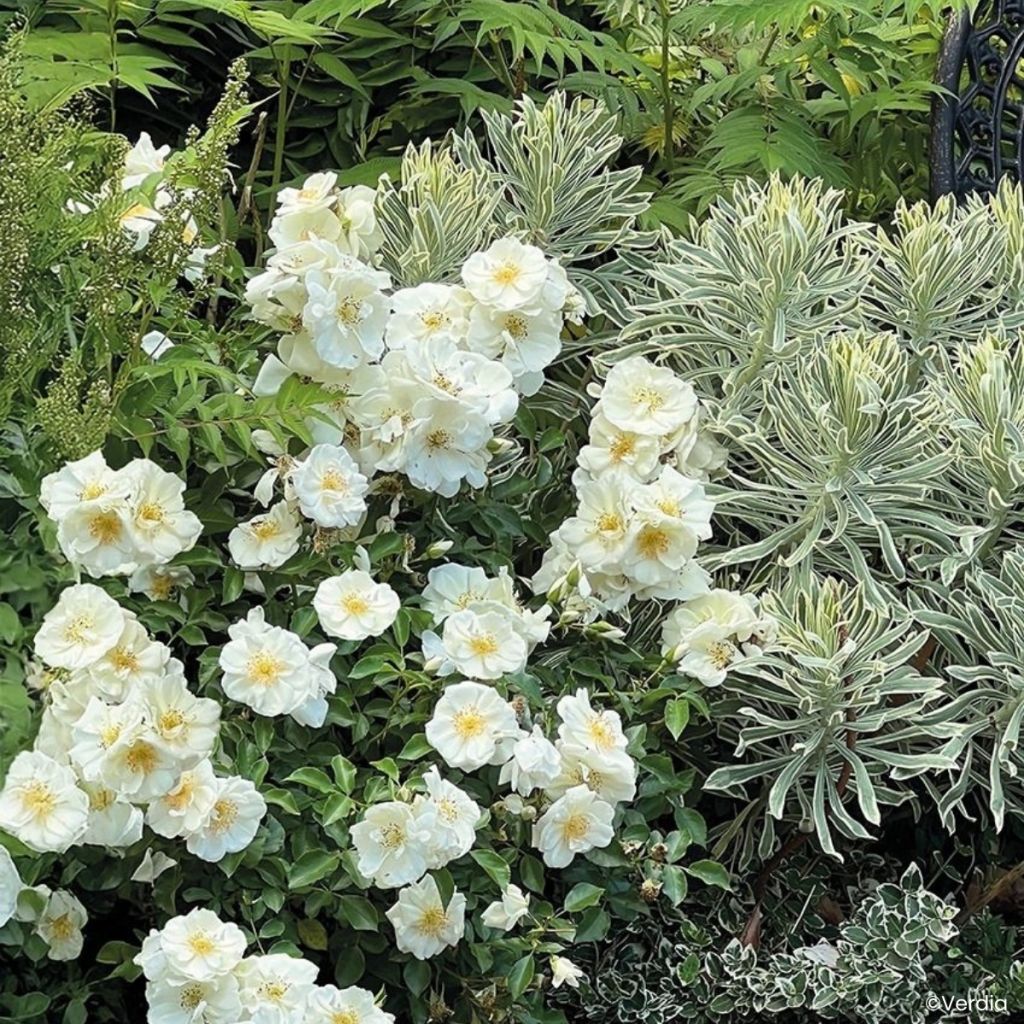 Puistoruusu Décorosiers Opalia