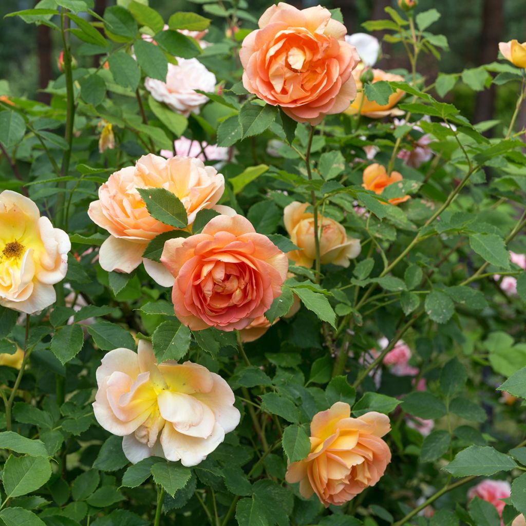 Austinruusu Lady of Shalott