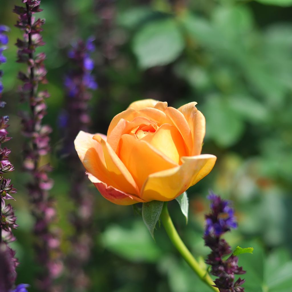 Austinruusu Lady of Shalott