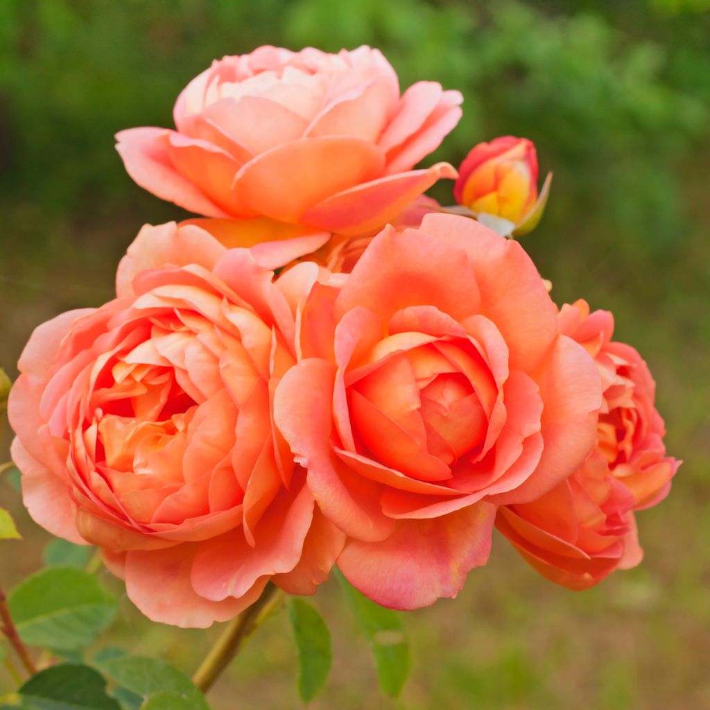 Austinruusu Lady of Shalott