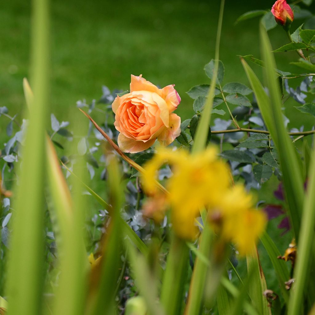 Austinruusu Lady of Shalott