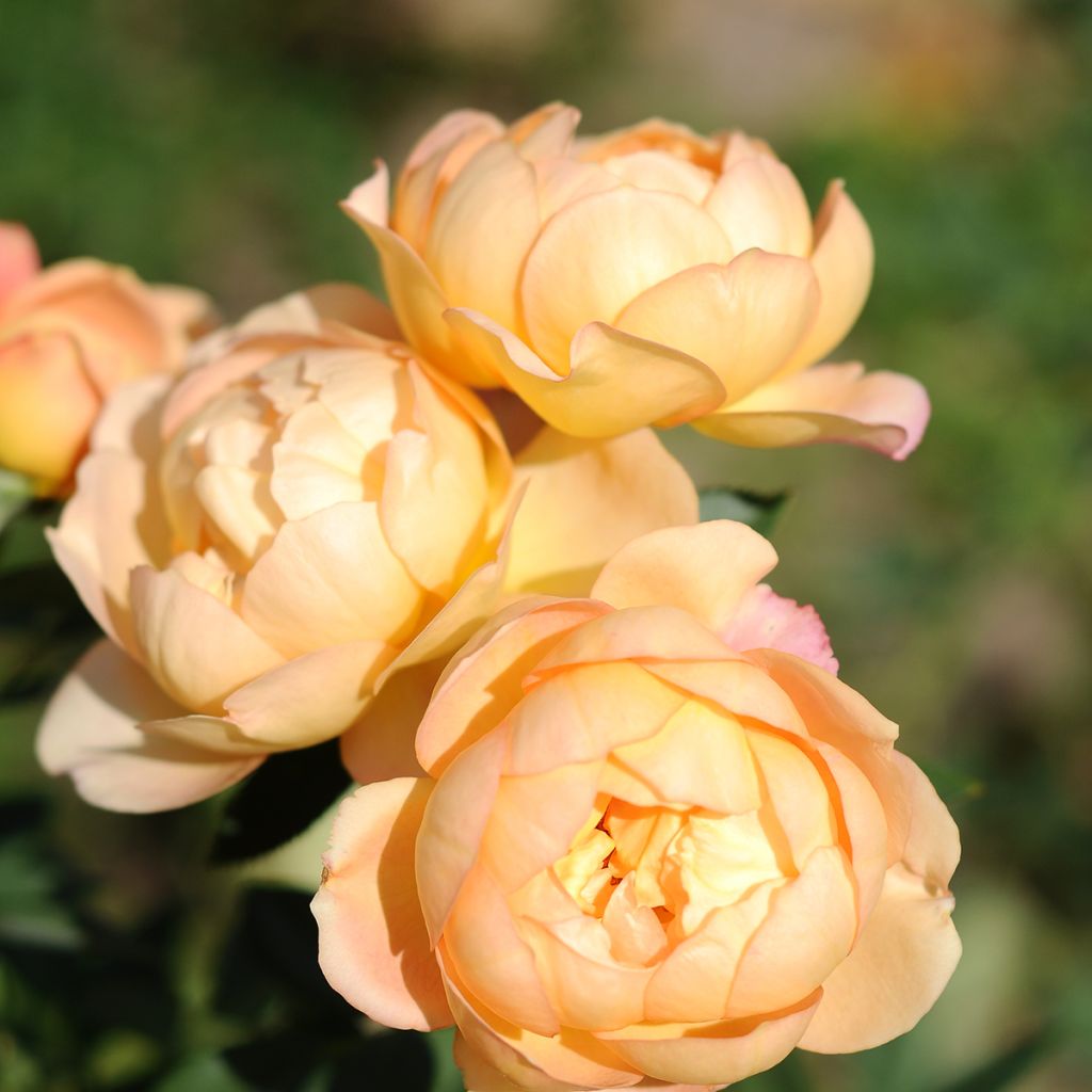 Austinruusu Lady of Shalott