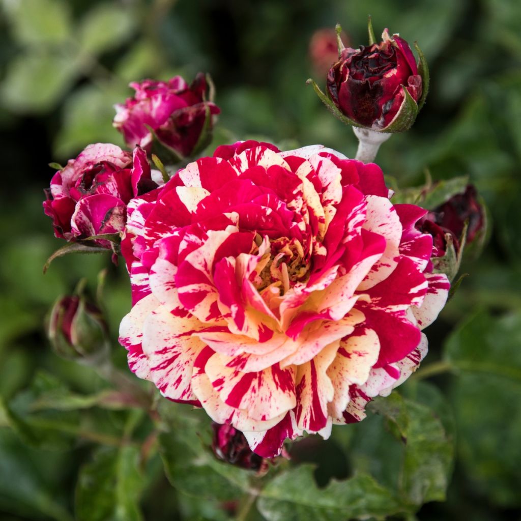 Floribundaruusu Abracadabra Koramsaro