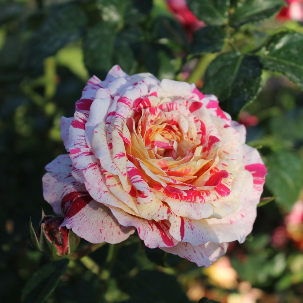 Floribundaruusu Abracadabra Koramsaro