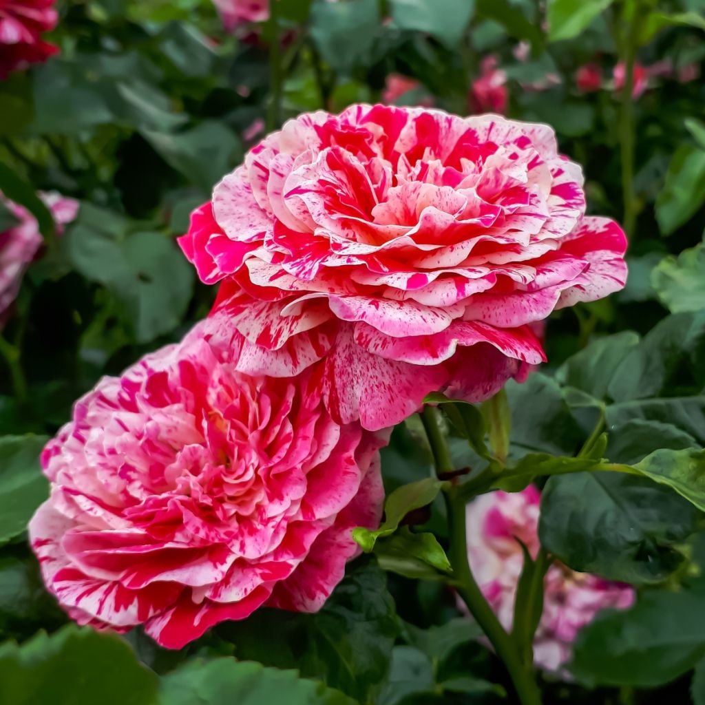 Floribundaruusu Abracadabra Koramsaro