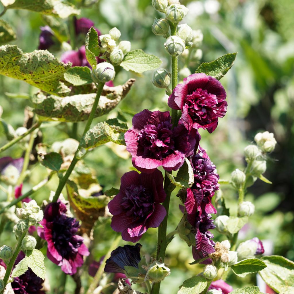 Tarhasalkoruusu Chater's Double Violet