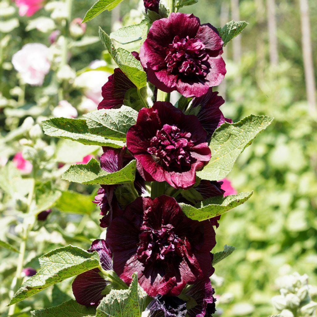 Tarhasalkoruusu Chater's Double Violet