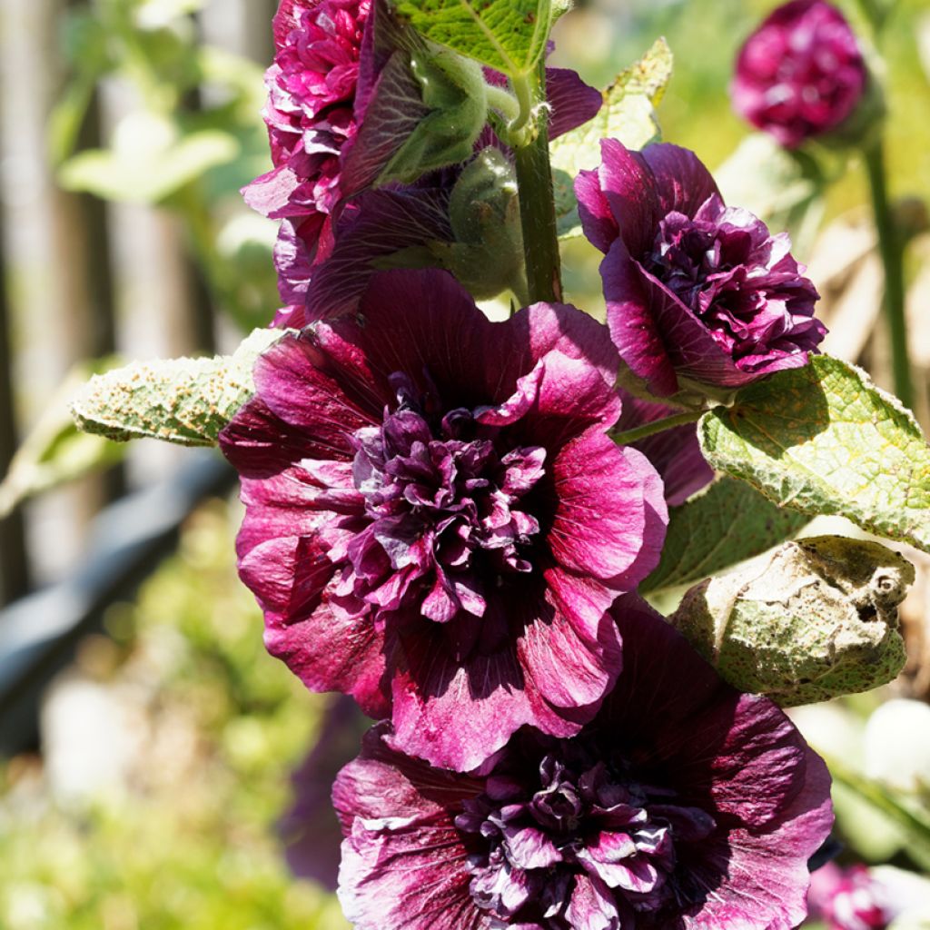 Tarhasalkoruusu Chater's Double Violet