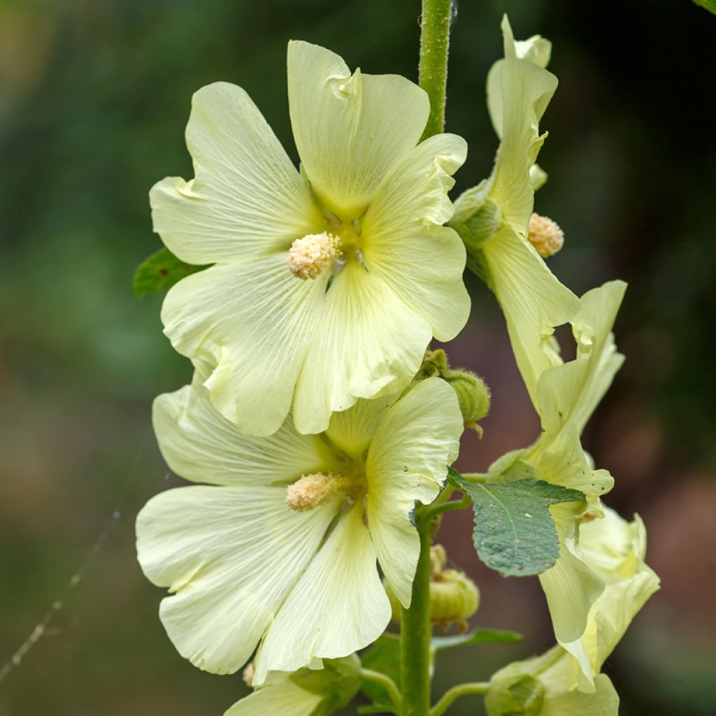Nukkasalkoruusu - Alcea rugosa