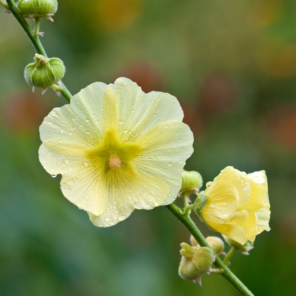 Nukkasalkoruusu - Alcea rugosa