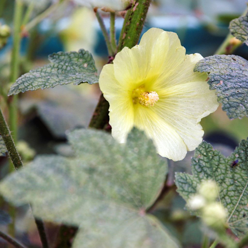 Nukkasalkoruusu - Alcea rugosa