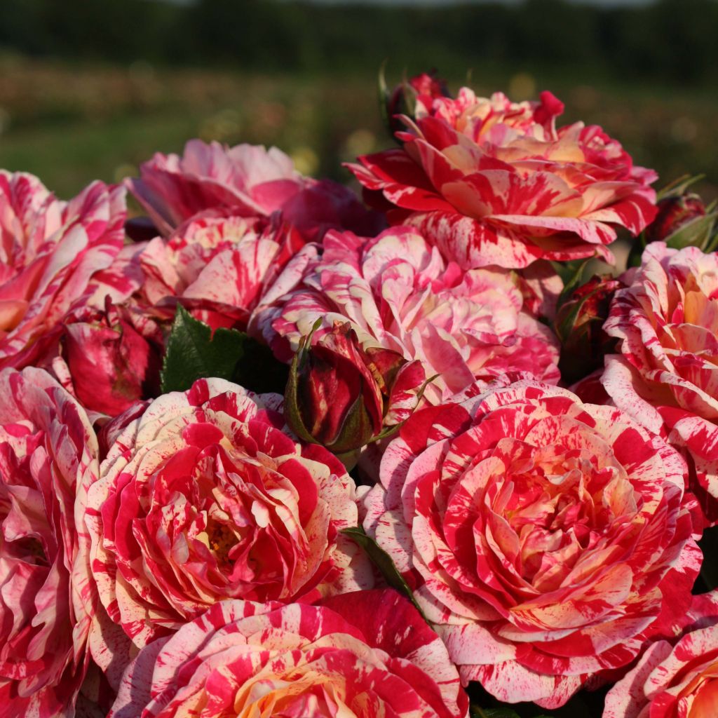 Floribundaruusu Abracadabra Koramsaro