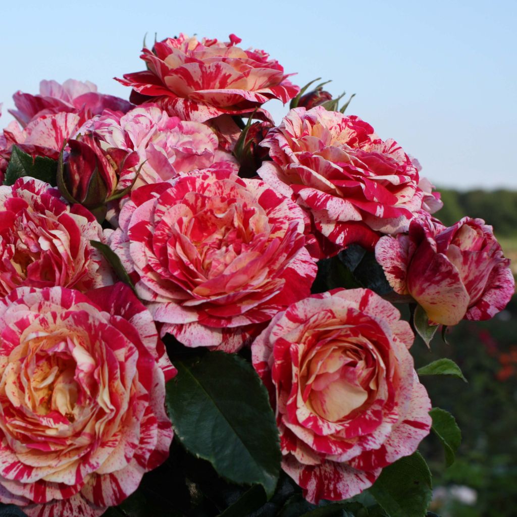 Floribundaruusu Abracadabra Koramsaro