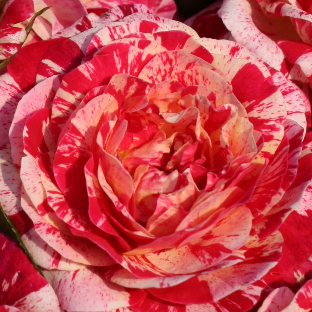 Floribundaruusu Abracadabra Koramsaro