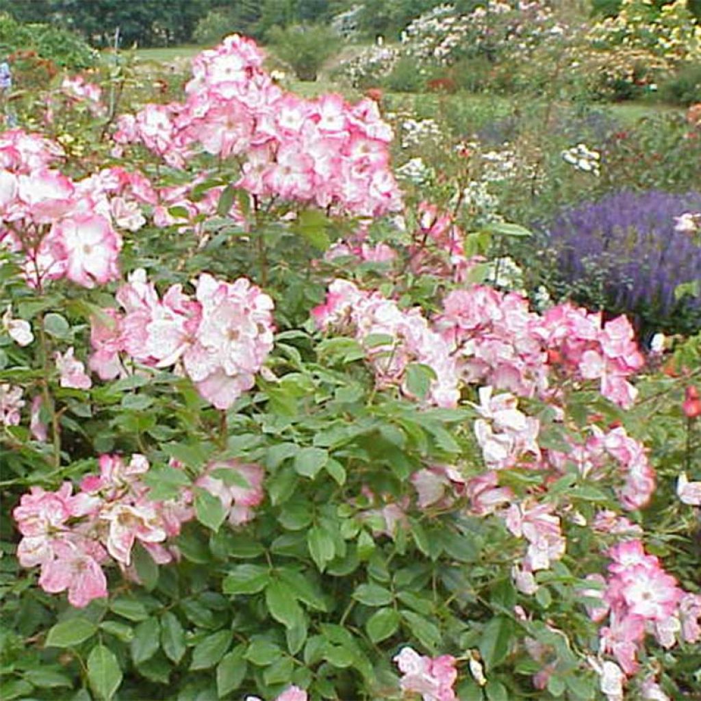 Pensasruusu Rush lenmobri