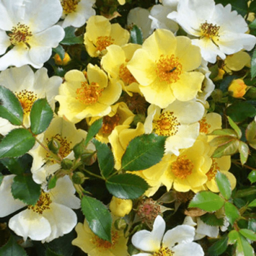 Pensasruusu Bee Gold