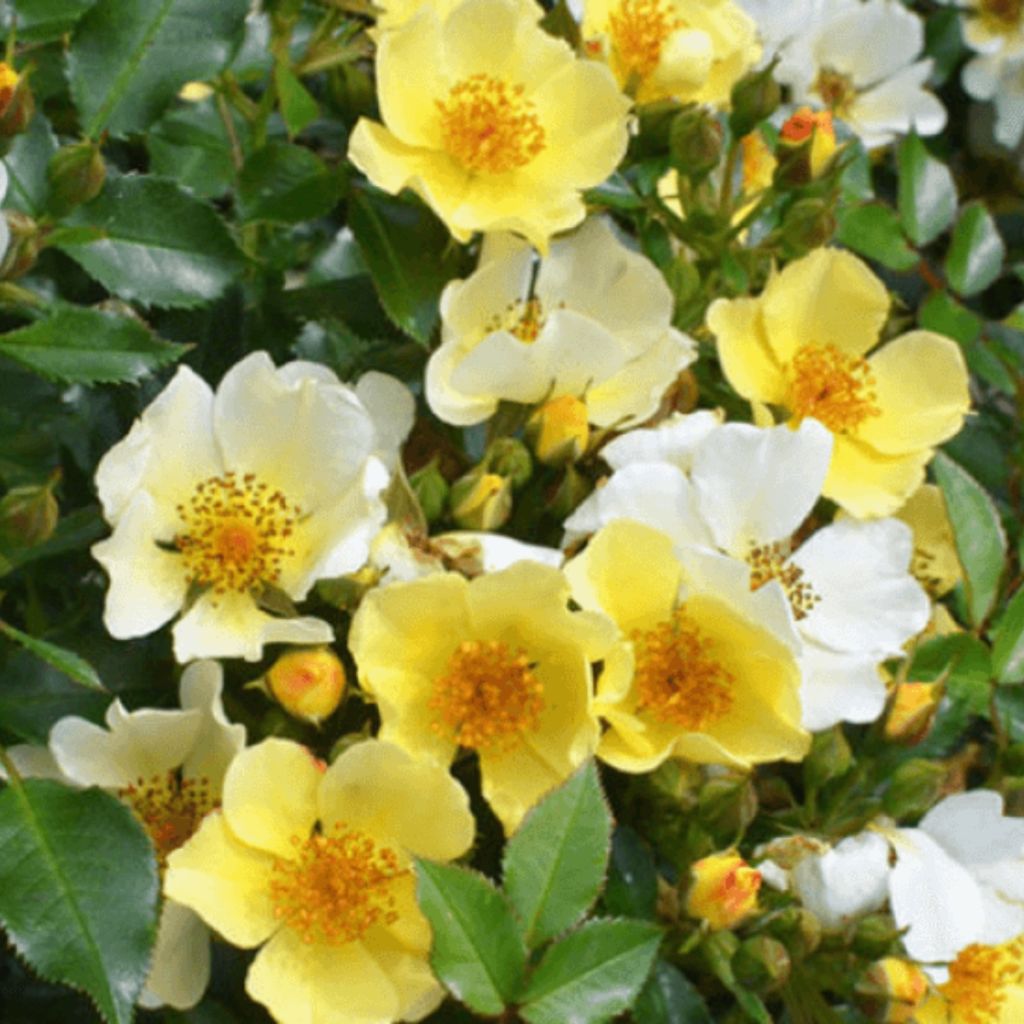 Pensasruusu Bee Gold