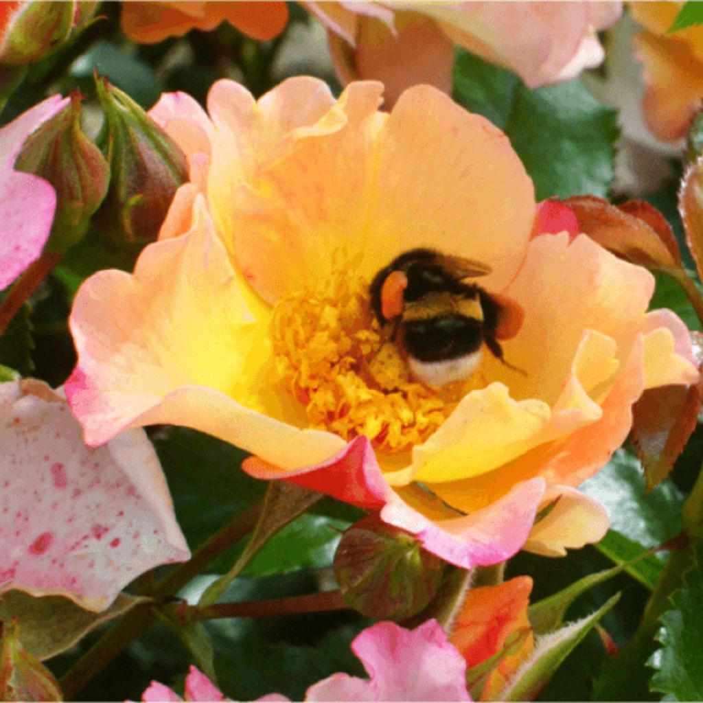 Pensasruusu Bee Proud